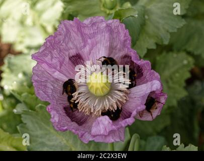 Weiße Bodenbienen auf einem rosa Opium Mohn hwad sammeln Pollen. Stockfoto