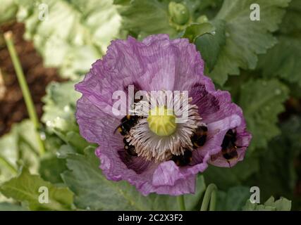 Weiße Bodenbienen auf einem rosa Opium Mohn hwad sammeln Pollen. Stockfoto