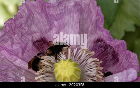 Weiße Bodenbienen auf einem rosa Opium Mohn hwad sammeln Pollen. Stockfoto