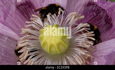 Weiße Bodenbienen auf einem rosa Opium Mohn hwad sammeln Pollen. Stockfoto