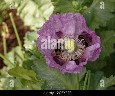 Weiße Bodenbienen auf einem rosa Opium Mohn hwad sammeln Pollen. Stockfoto