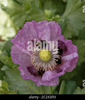 Weiße Bodenbienen auf einem rosa Opium Mohn hwad sammeln Pollen. Stockfoto