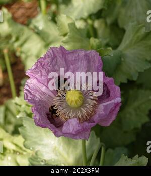 Weiße Bodenbienen auf einem rosa Opium Mohn hwad sammeln Pollen. Stockfoto