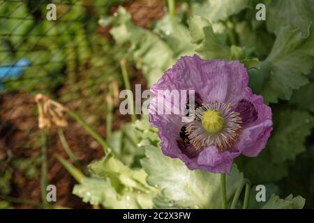 Weiße Bodenbienen auf einem rosa Opium Mohn hwad sammeln Pollen. Stockfoto