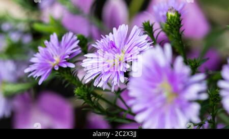 Lila Mais Ringelblume Blume Makro aus Fokus Hintergrund Stockfoto
