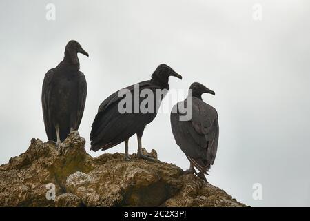 Schwarze Geier stehen auf einer Klippe unter bedecktem Himmel Stockfoto