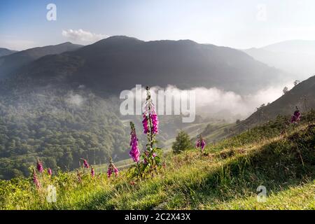 Foxglove Blumen beleuchtet von Early Morning Light, Loughrigg Fell, Lake District, Cumbria, UK Stockfoto