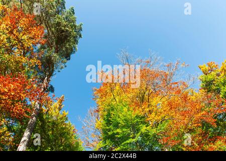 Blick in die Baumwipfel mit Herbstfarben gegen blauen Himmel. Stockfoto