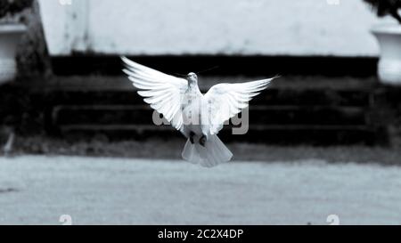 Schwarz-Weiß-Fotografie einer Taube "Symbol der Hoffnung und des Friedens" in niedriger Höhe fliegen Stockfoto