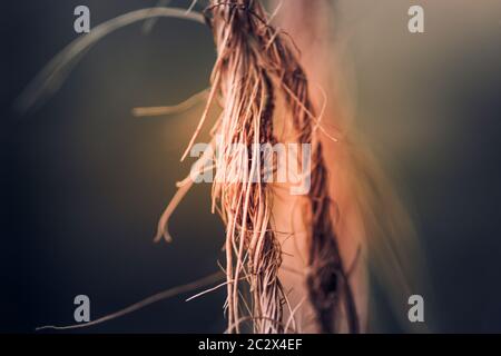 Nahaufnahme Wurzel wie Coir Twine Makro Foto Stockfoto