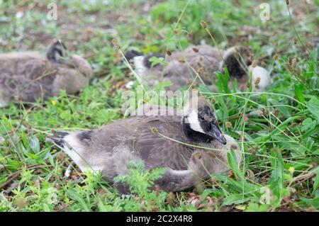 Gänseküken (Kanadagans - branta canadensis) im Gras sitzend. Ihre Federn und Farbmarkierungen beginnen sich zu zeigen. Stockfoto