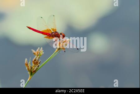 Bunte Drachen fliegen Nahaufnahme Makro-Foto Stockfoto