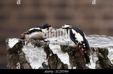 Great Spotted Woodpecker füttert das junge England, UK Credit: David Bagnall Greater Spotted Woodpecker Stockfoto