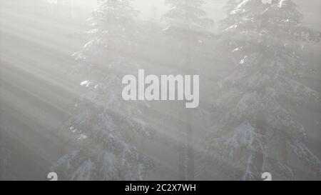 Misty Nebel im Kiefernwald auf Berghängen Stockfoto