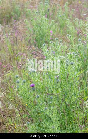 Feld von Unkraut mit lila blühenden Speer Thistle, Bull Thistle / Cirsium vulgare viel in Evidenz überholt. Landwirtschaftliche Unkräuter Großbritannien, & gemeinsame Unkräuter. Stockfoto