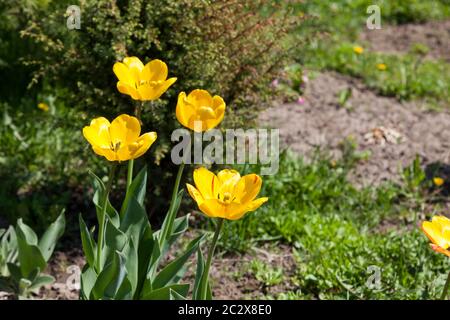 Helle Frühlingsblüten - gelbe Tulpen auf langen saftigen Stielen vor dem Hintergrund von grünem Gras auf einem Gartenbeet. Das traditionelle Symbol Stockfoto