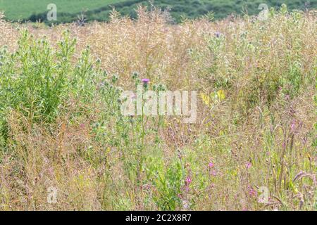 Feld von Unkraut mit lila blühenden Speer Thistle, Bull Thistle / Cirsium vulgare viel in Evidenz überholt. Landwirtschaftliche Unkräuter Großbritannien, & gemeinsame Unkräuter. Stockfoto