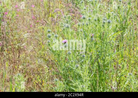 Feld von Unkraut mit lila blühenden Speer Thistle, Bull Thistle / Cirsium vulgare viel in Evidenz überholt. Landwirtschaftliche Unkräuter Großbritannien, & gemeinsame Unkräuter. Stockfoto