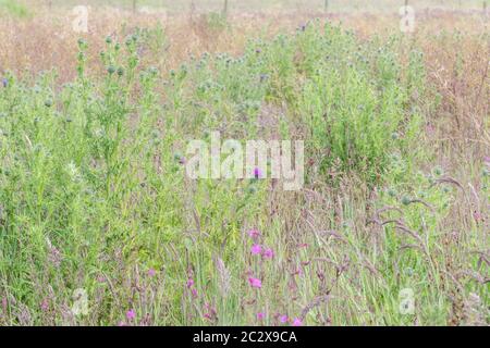 Feld von Unkraut mit lila blühenden Speer Thistle, Bull Thistle / Cirsium vulgare viel in Evidenz überholt. Landwirtschaftliche Unkräuter Großbritannien, & gemeinsame Unkräuter. Stockfoto