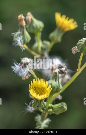 Gelbe Blüten und Sämehöhe von Stachelschnäffeln / Sonchus asper in sonniger Feldhedgerow. Mitglied der Asteraceae. Gewöhnliches Unkraut in Großbritannien. Stockfoto