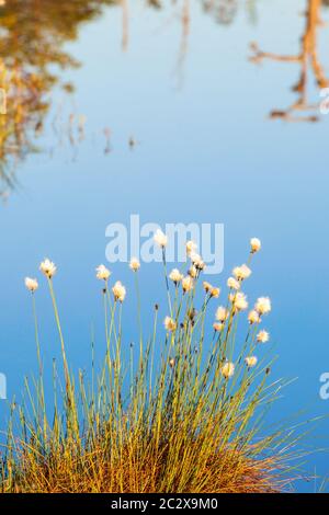 Baumwollgras, das am See wächst Stockfoto