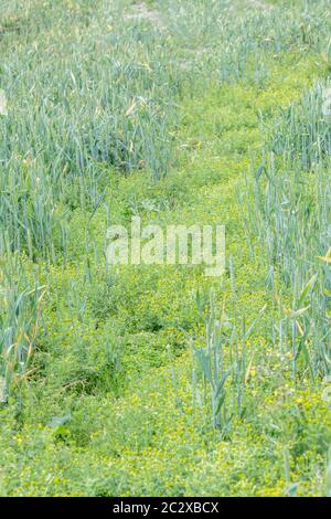 Großer Befall von Ananas Weed, Pineappleweed / Matricaria discoidea, die riecht / hat Aroma & Geschmack von Ananas in Ackerweizenfeld gesehen. Stockfoto