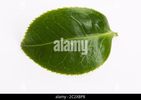 Grüner Teeblatt isoliert auf weißem Hintergrund Stockfoto