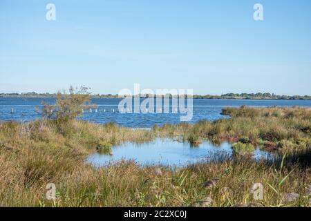 Landschaft von camargues im Süden von Frankreich. Ornithologische Naturschutzgebiet Stockfoto