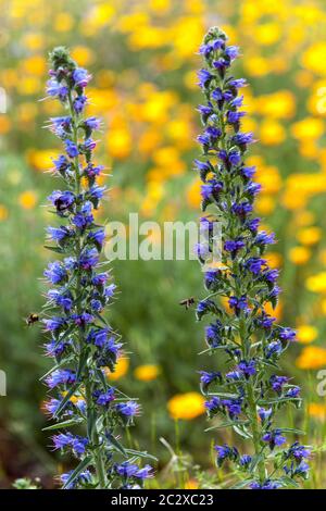 Vipers Bugloss Echium vulgare zwei Blaue Blumen Spike Wildblumen Juni blühend Bunte Sommerwiese Wilde Blumen Hardy Echium blühende Blume Stockfoto