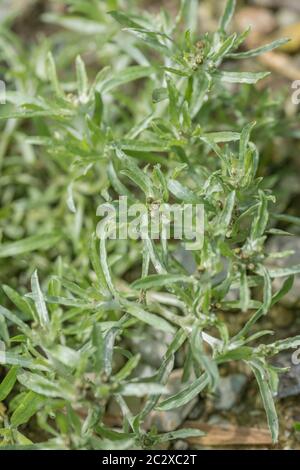 Blätter von Marsh Cudweed / Gnaphalium uliginosum wächst in Ackerfeld unter Weizenernte. Gemeinsame landwirtschaftliche und Ackerbau Unkraut. Heilkraut. Stockfoto