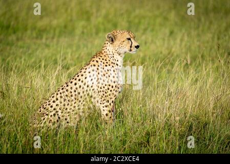 Gepardin sitzt im Profil im Grünland Stockfoto