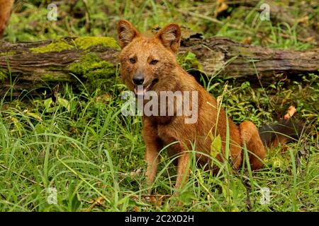 Indian Wild Dog oder Dhole, Cuon alpinus, Nagarhole Nationalpark Karnataka, Indien Stockfoto