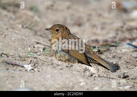 Der Jungvogel Robin-Erithacus rubecula sonnt sich in der Nachmittagssonne. Stockfoto