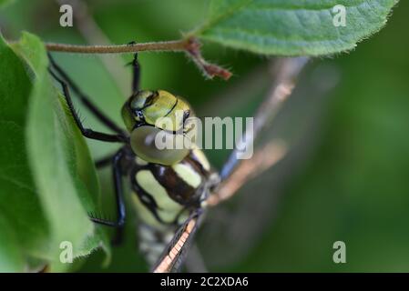 Südlichen Hawker Libelle Stockfoto