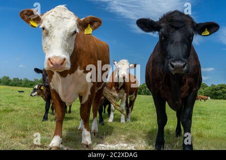 Neugierige Kühe-Bos stier, auf einem Bauernhof in East Sussex, England, Großbritannien, GB. Stockfoto