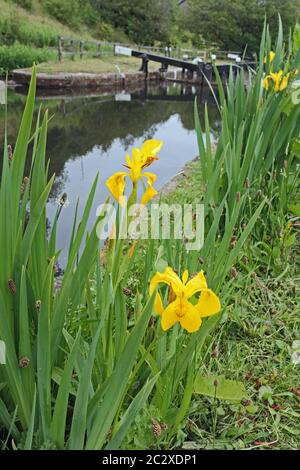 Gelbe Flagge Iris wächst am Ufer des Rochdale Canal Stockfoto