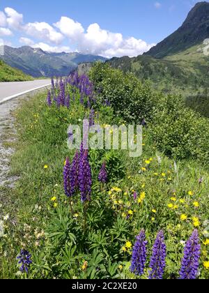 Lupinen und Arnika wachsen an einer Straße in den Alpen in Tirol in Österreich. Im Hintergrund Berge und blauer Himmel mit Wolken. Lupinen und Arnika Stockfoto