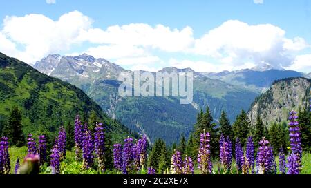 Blick auf die Alpen in Vorarlberg in Tirol, Österreich, hohe Berge mit blauem Himmel und Wolken, im Vordergrund blau blaue Lupinen Blick auf die Alpen Stockfoto