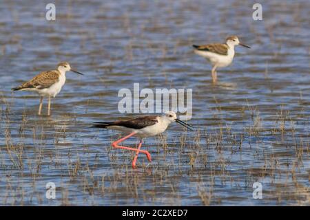 Kinder schwarz - geflügelte Stelzenläufer (Himantopus himantopus) im Donaudelta, Rumänien Stockfoto