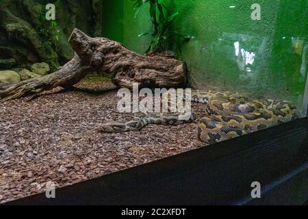 Indian Rock python (Python molurus molurus) im Zoo von Barcelona. Stockfoto