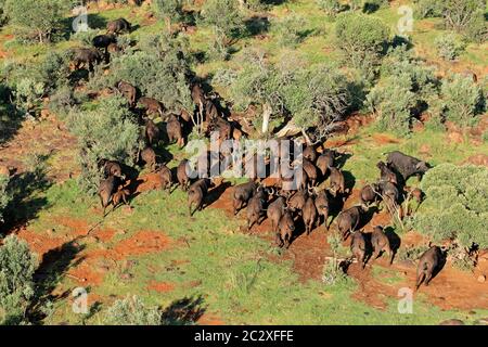 Luftaufnahme von einer Herde von afrikanischen oder Kap Büffel (Syncerus Caffer), Süd Afrika Stockfoto