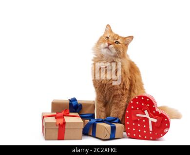 Lustige Erwachsene Ingwerkatze, die inmitten von Kisten sitzt, die in braunem Papier gewickelt und mit Seidenband, Geschenken und einem Tier auf weißem Hintergrund, Bir, gefesselt sind Stockfoto