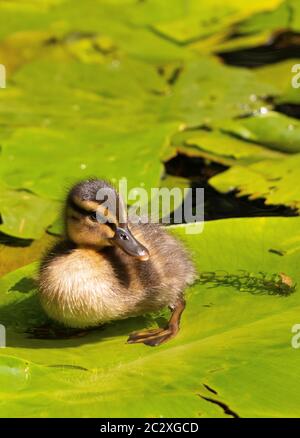 Neu geschlüpftes Entenküken auf einem Seerosenunterlage sitzend Stockfoto