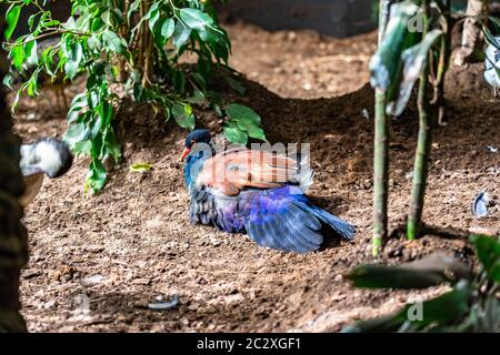 Weiße Nackentaube (Otidiphaps aruensis) im Zoo Barcelona. Stockfoto