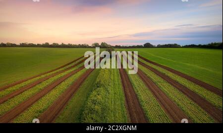 Eine Drohne Blick auf gepflügte Streifen in einem Feld in der Dämmerung Stockfoto