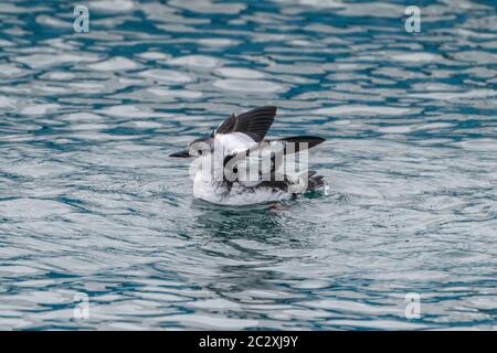 Isländisch Schwarzer Guillemot Stockfoto