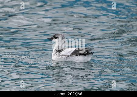 Isländisch Schwarzer Guillemot Stockfoto