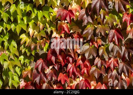 Wildwein ist Weinstock an einer Hauswand Stockfoto