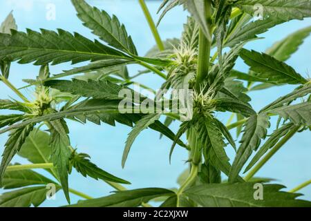 Cannabis Pflanze, fast bereit für die Ernte, mit weißen Narben und trichome Anfang zu erscheinen, Home wachsende Marihuana Stockfoto