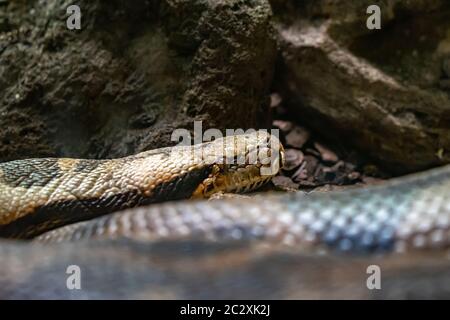 Indian Rock python (Python molurus molurus) im Zoo von Barcelona. Stockfoto